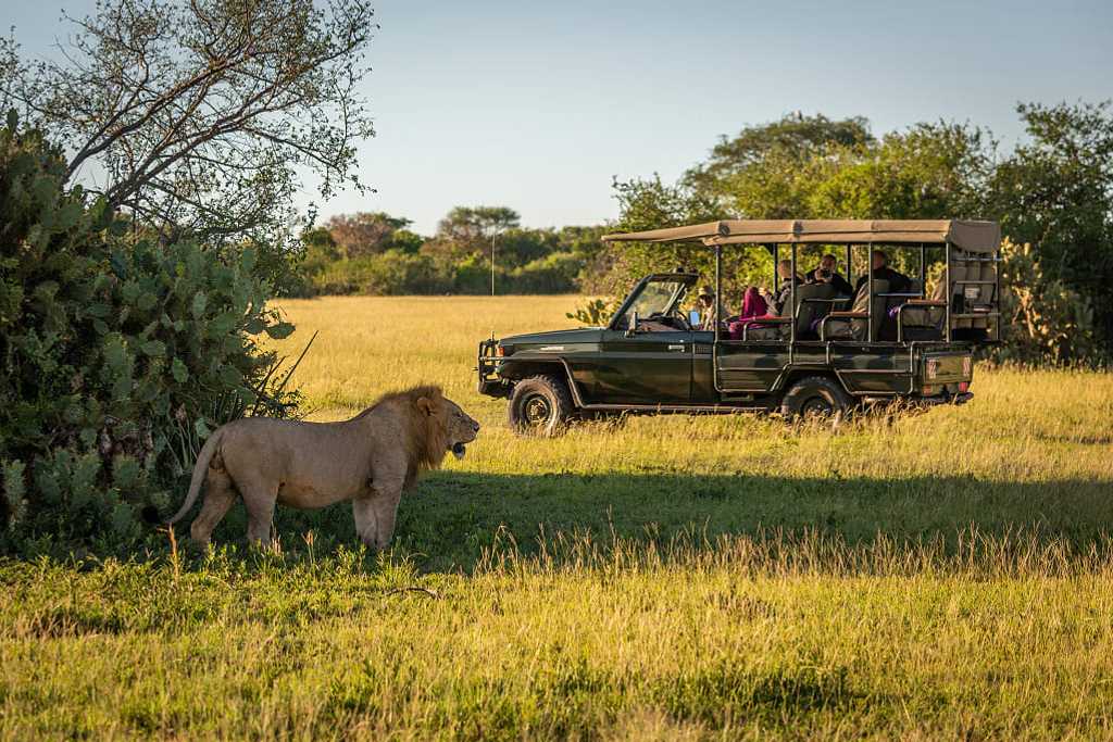 Jeep safari observing lion in Grumeti Game Reserve, Tanzania