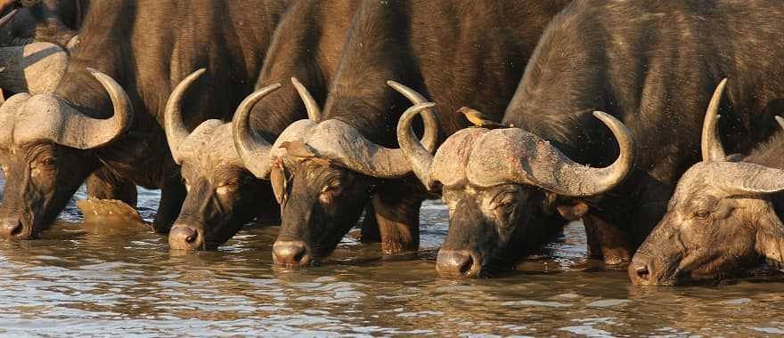 Buffalo at waterhole in the African Savanna