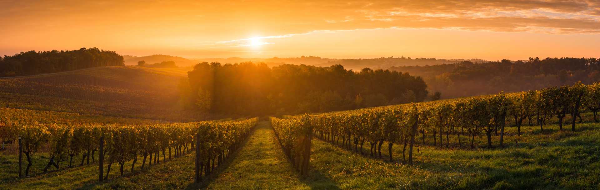 Vineyards at sunrise in Bordeaux, France
