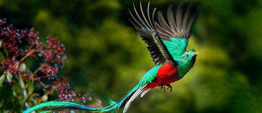 Resplendent Quetzal in the forests of Costa Rica