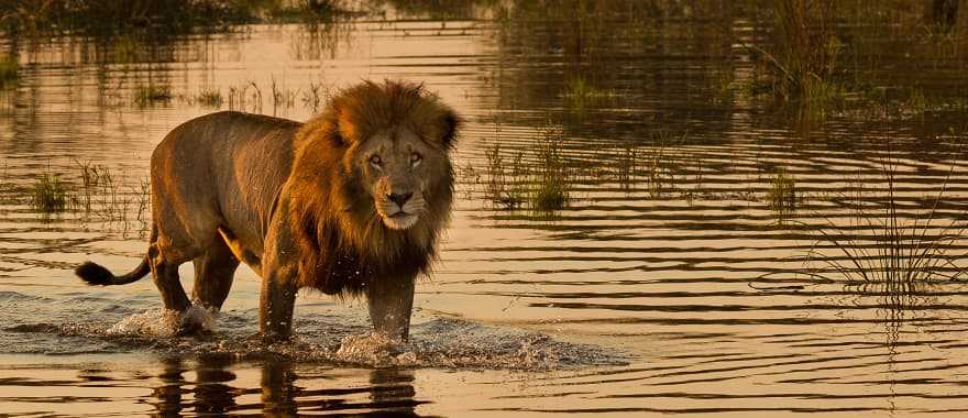 Lion wading in waters of the Okavango Delta, Botswana