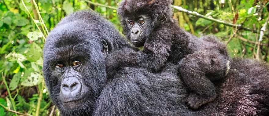Baby mountain gorilla on the back of his mother in Rwanda