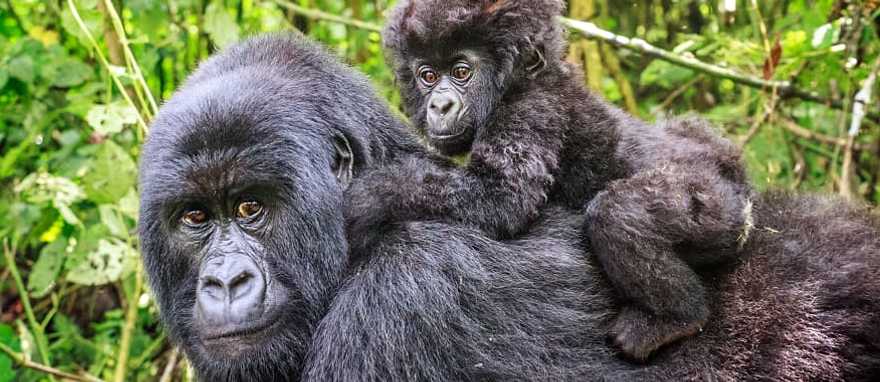 Baby mountain gorilla on the back of his mother in Rwanda Baby mountain gorilla on the back of his mother in Rwanda