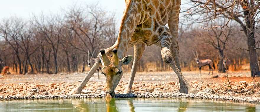 Etosha National Park, Namibia