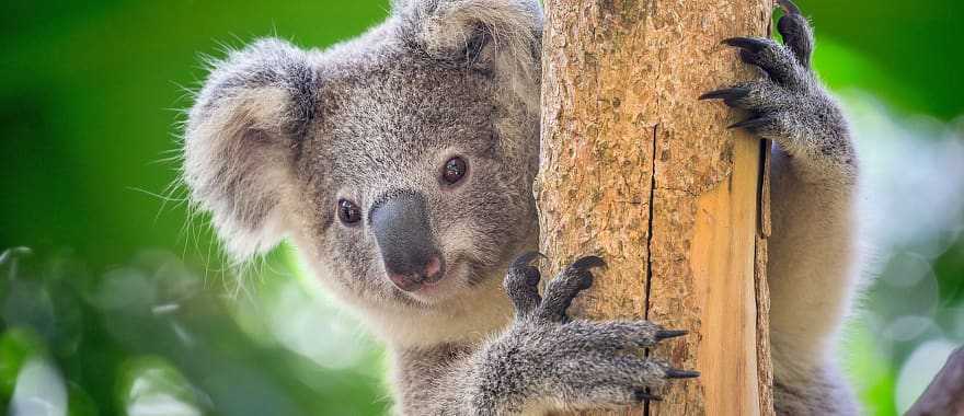 Wildlife of Australia & New Zealand 2-Week Tour