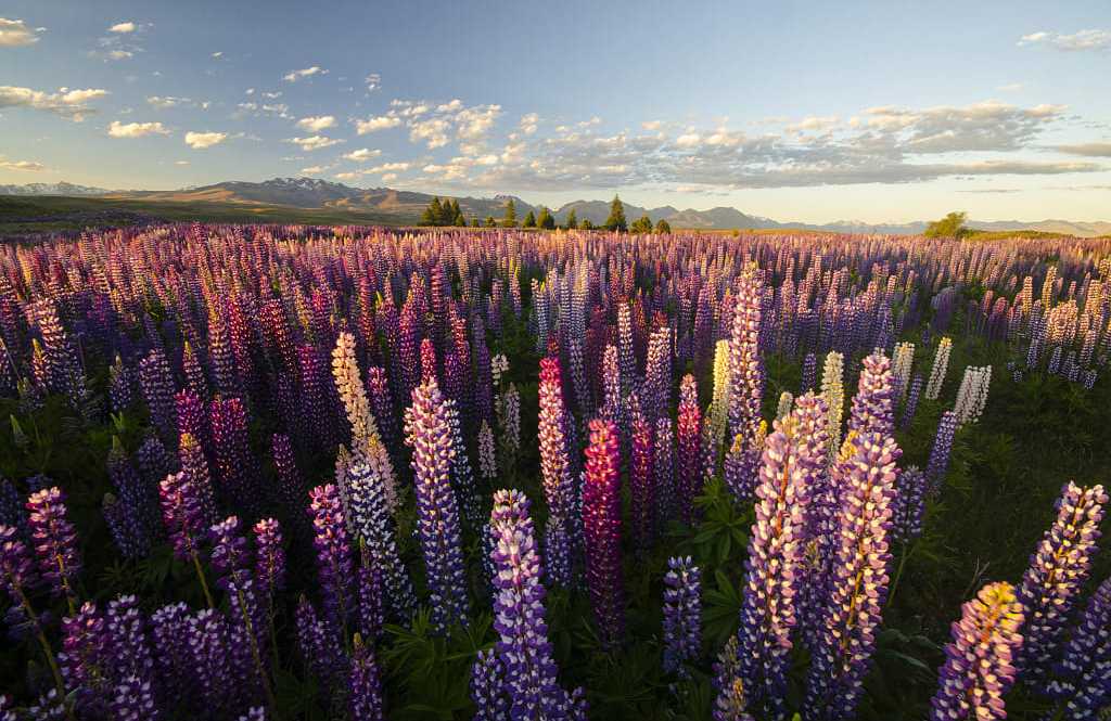Lupins around Lake Tekapo, New Zealand Lupins around Lake Tekapo, New Zealand