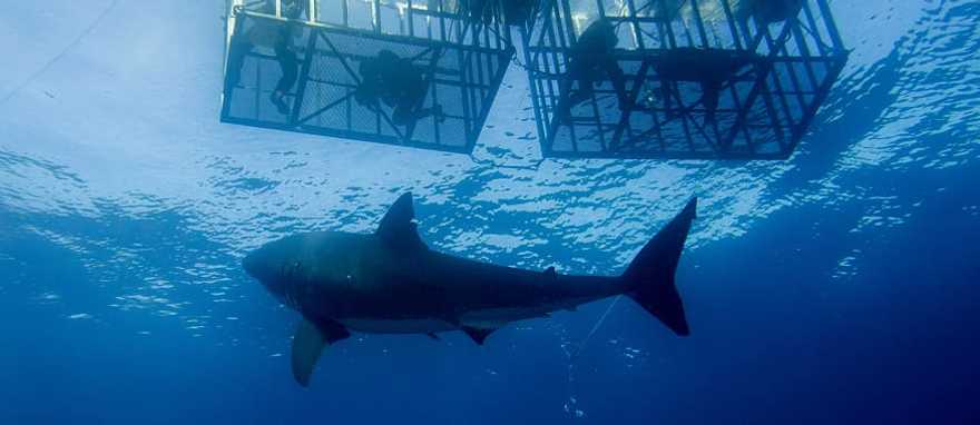 Diving with sharks in Australia. Diving with sharks in Australia.