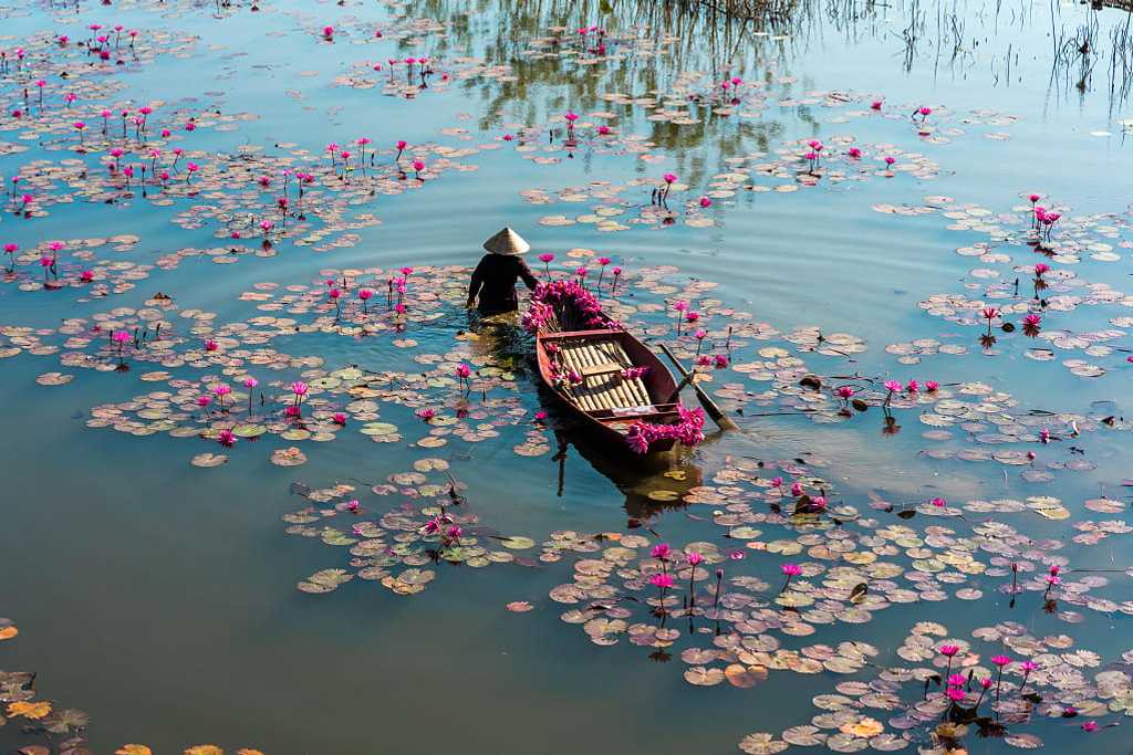 Farmer with boat harvesting waterlilies on the Yen River in Ninh Binh, Vietnam