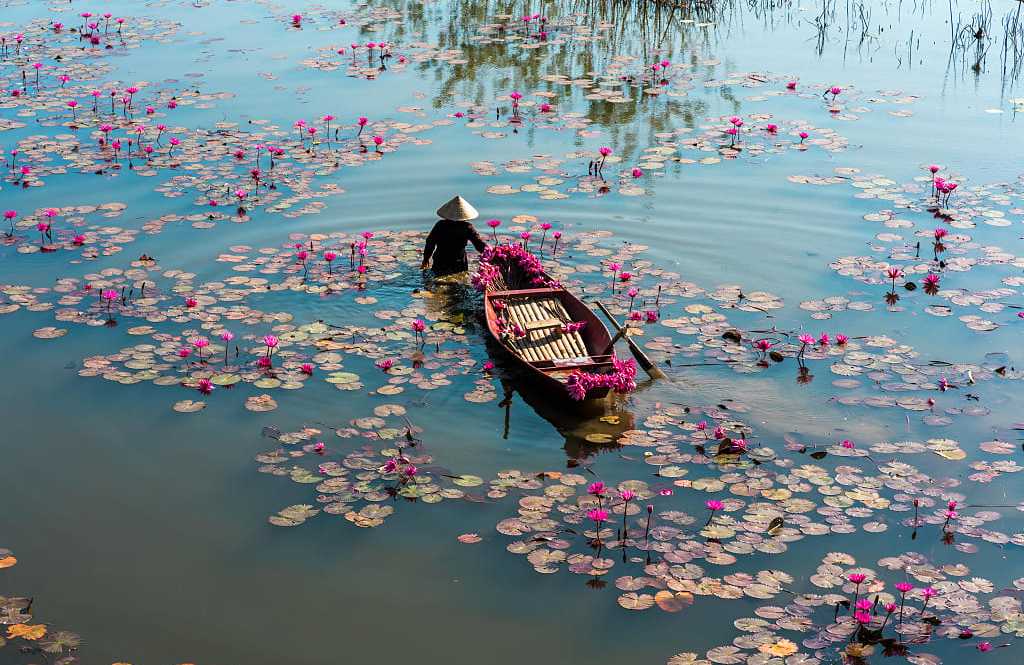 Farmer with boat harvesting waterlilies on the Yen River in Ninh Binh, Vietnam