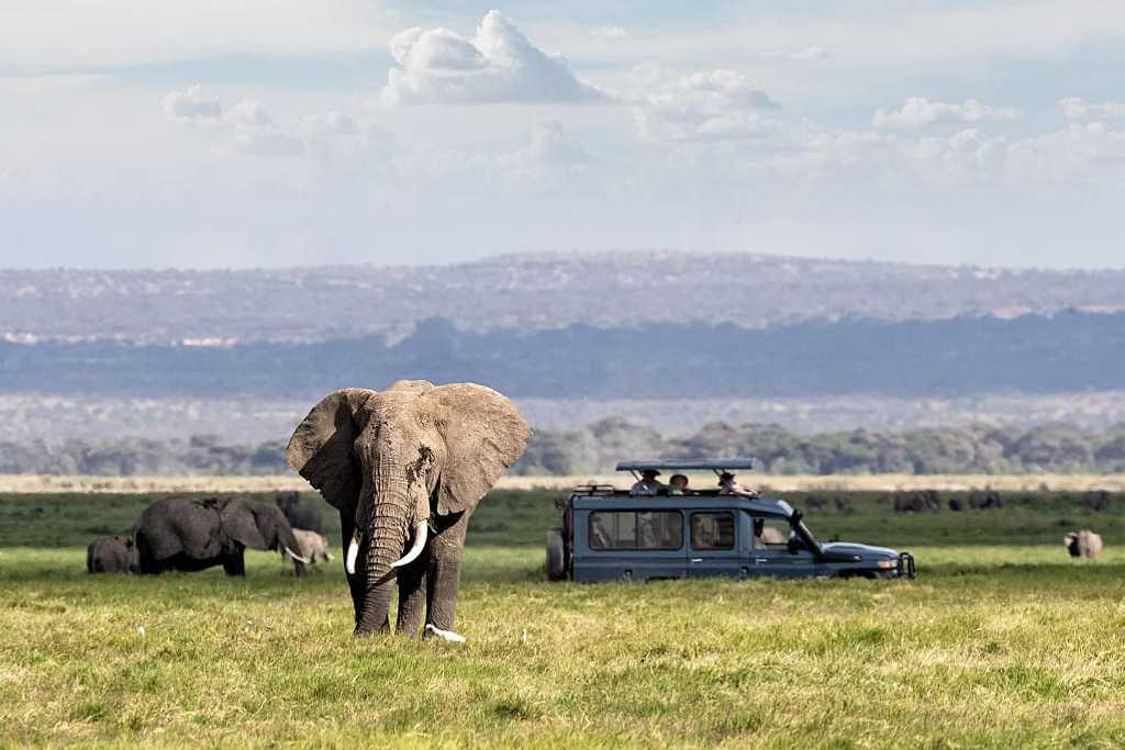 Observing elephants while on safari game drive in Kenya's Rift Valley