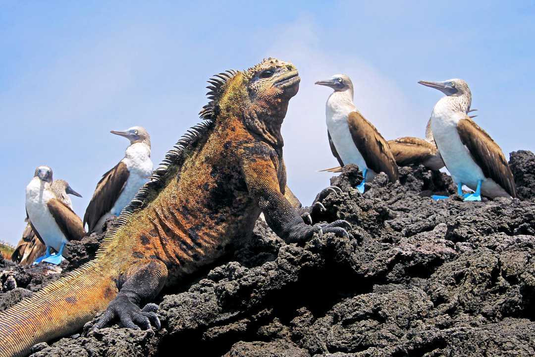 Marine iguana with blue footed boobies in the Galapagos Islands, Ecuador