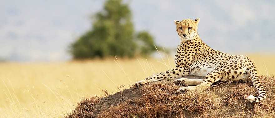 Leopard resting after hunting, Masai Mara National Reserve, Kenya