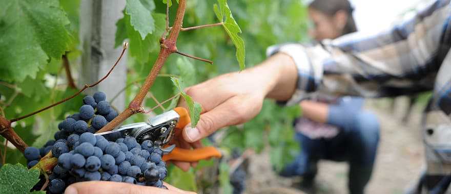 Grape harvest and wine festival at Loire Valley in France