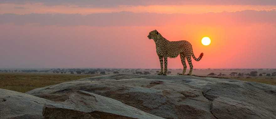 Cheetah in the African savanna at sunset