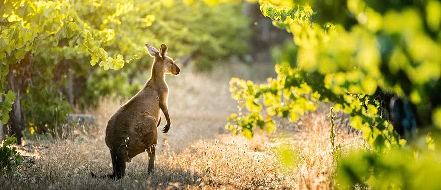 Kangaroo in a vineyard, Southern Australia
