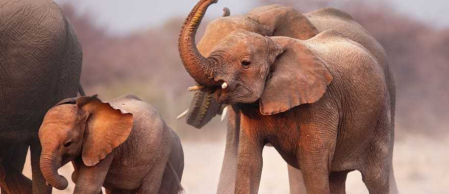 Elephant herd at Etosha National Park, Namibia