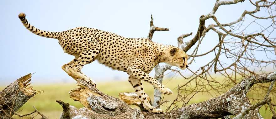 Cheetah on a tree in the savannah of the Serengeti Cheetah on a tree in the savannah of the Serengeti