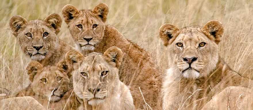 Lion pride in the African savanna Lion pride in the African savanna