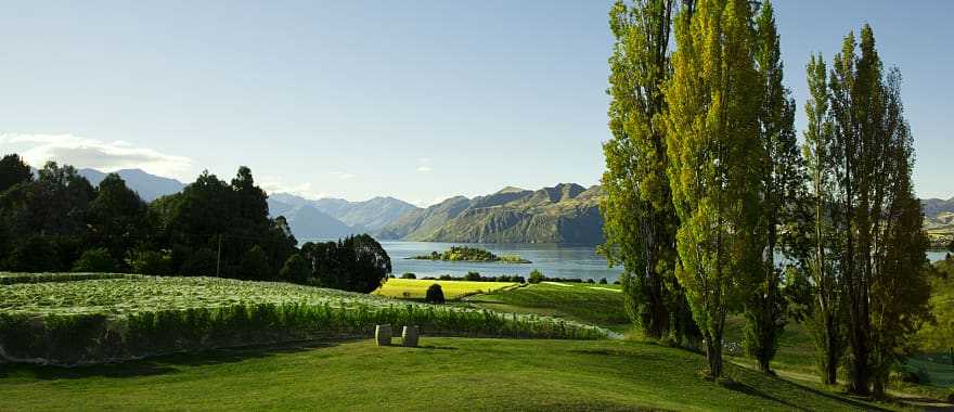 Vineyards in Wanaka, New Zealand