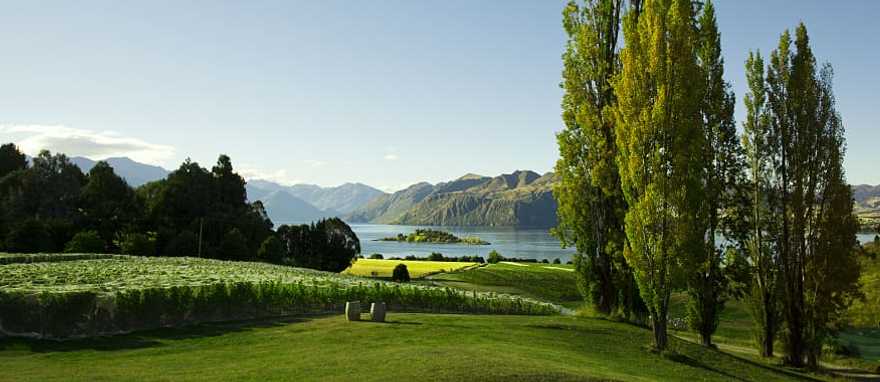 Vineyards in Wanaka, New Zealand Vineyards in Wanaka, New Zealand