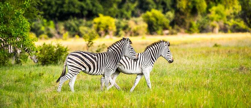 Zebra couple in the Okavango Delta, Botswana