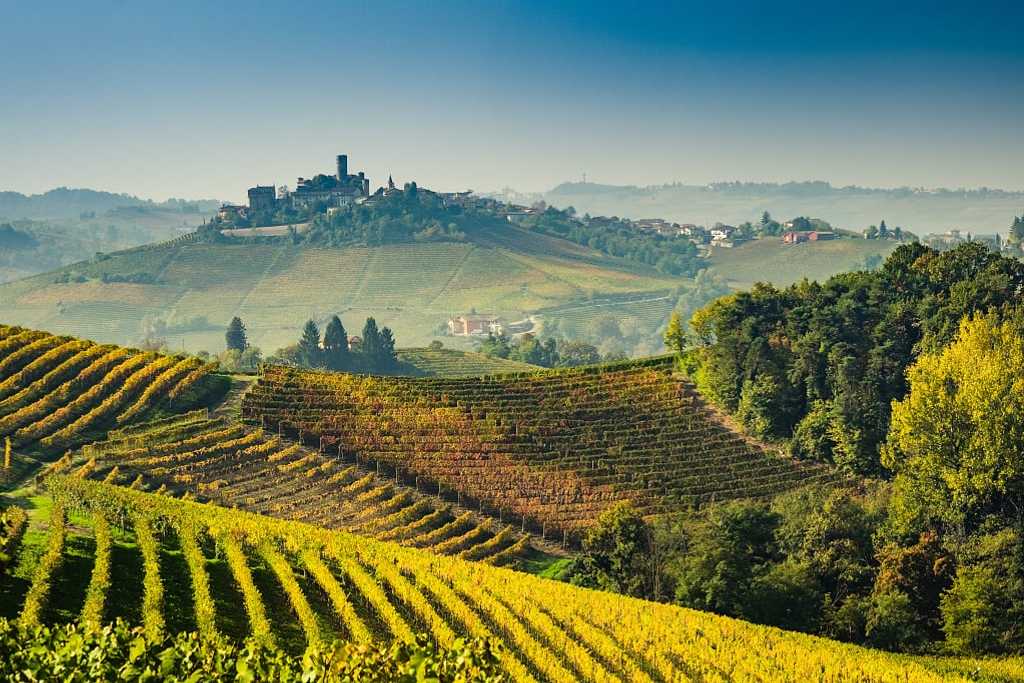 Vineyards in autumn, Langhe, Piedmont