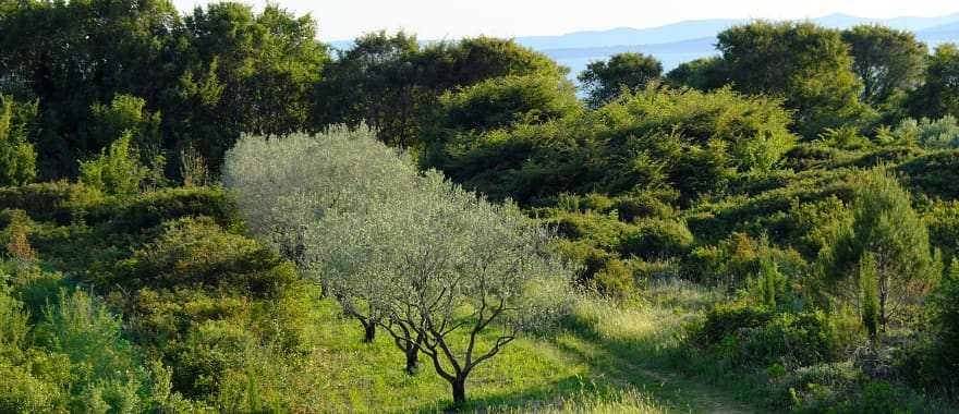 Olive trees in Croatia