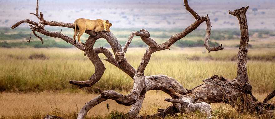 Lion sleeping in a tree in Lake Manyara National Park