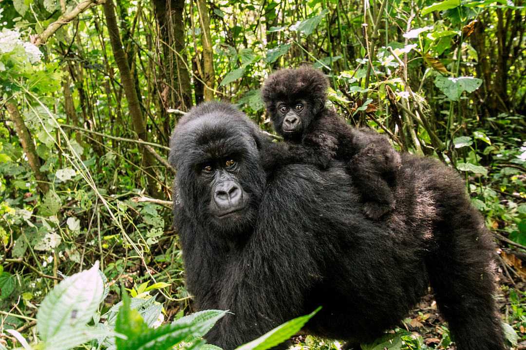 Female mountain gorilla with baby in Rwanda