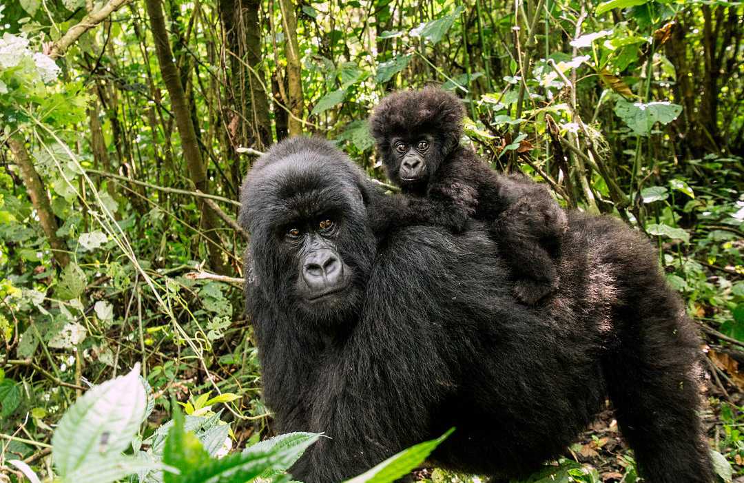 Female mountain gorilla with baby in Rwanda