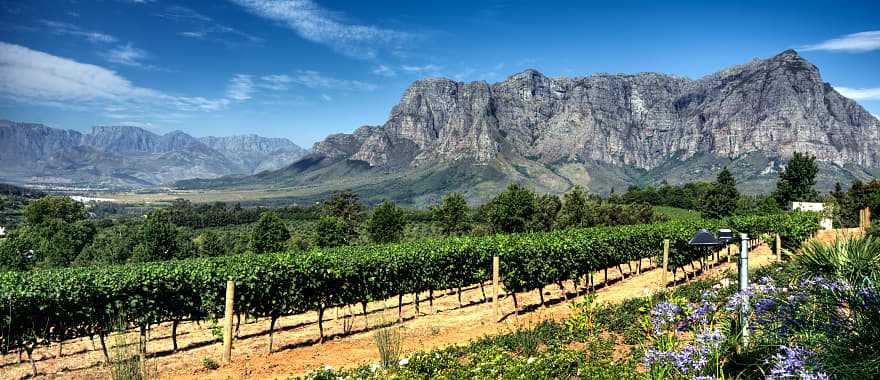 View across vineyards of the Stellenbosch District with the Simonsberg Mountain in the background Western Cape Province South Africa