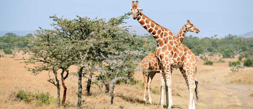 Giraffes in Ol Pejeta Conservancy Kenya