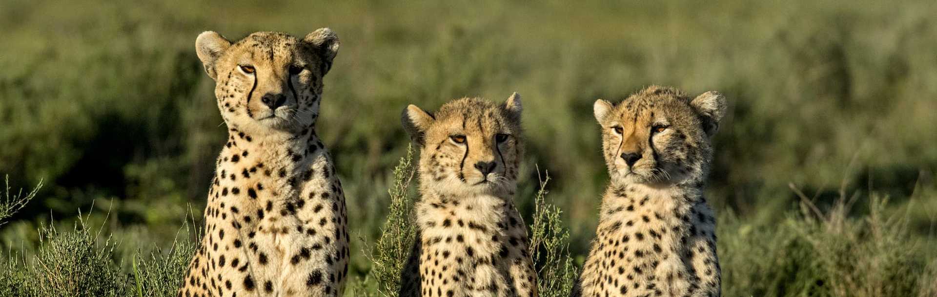 Three cheetahs sitting in the Serengeti