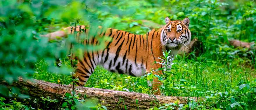 Tiger at Kanha National Park in India