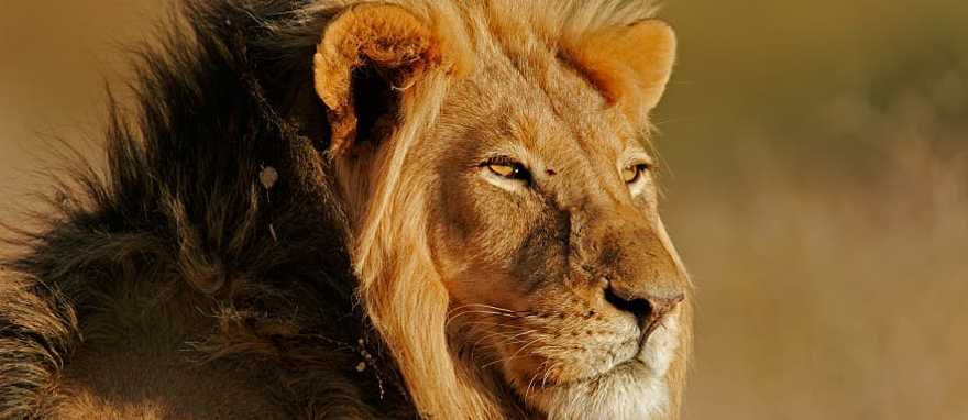 Lion in Greater Kruger, South Africa