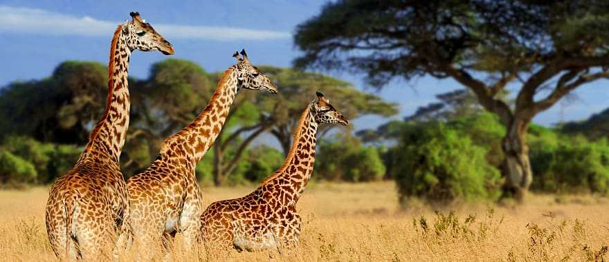 Three giraffes in Amboseli National Park, Kenya