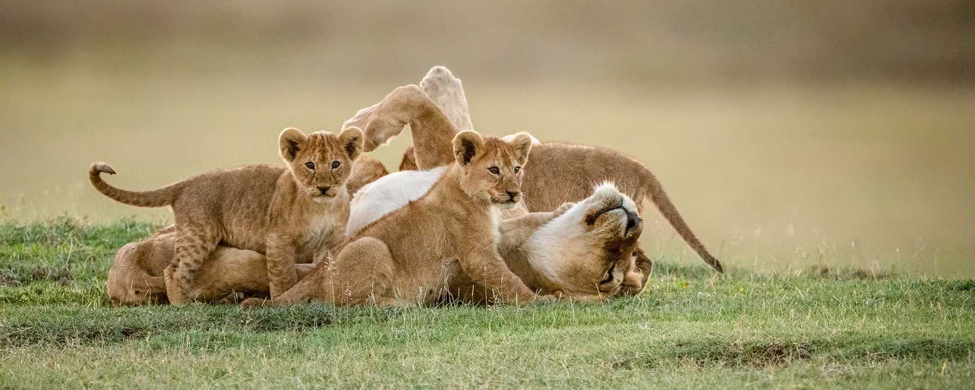 Lioness playing with her cubs at Ngorongoro Conservation Area, Tanzania