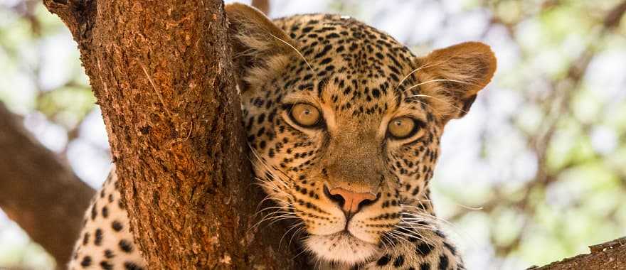 Untouched Southern Africa: Safari, Swaziland & Lesotho Tour