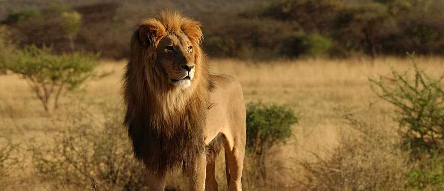 Lion on African savanna at sunset
