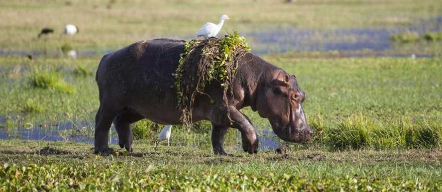 Hippo on the banks of the Zambezi River Hippopotamus walking out of water with hyacinth weed and egret on her back