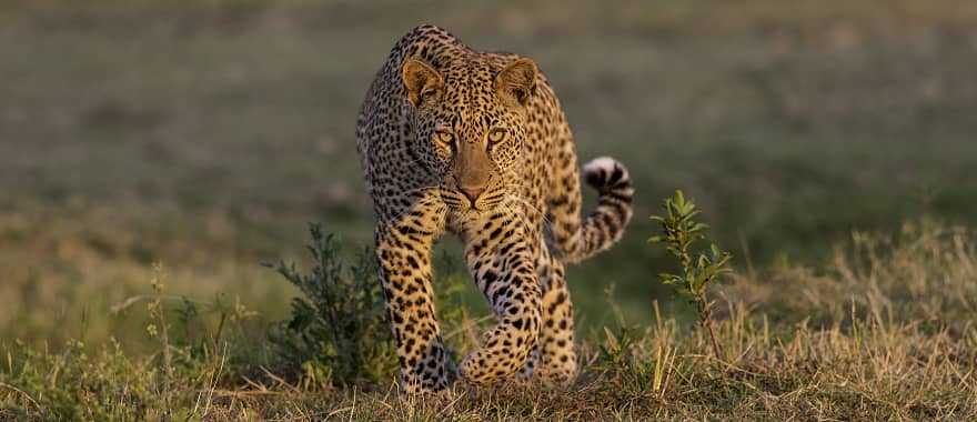 Best of Zimbabwe Safari: Exclusive Camps and Experiences