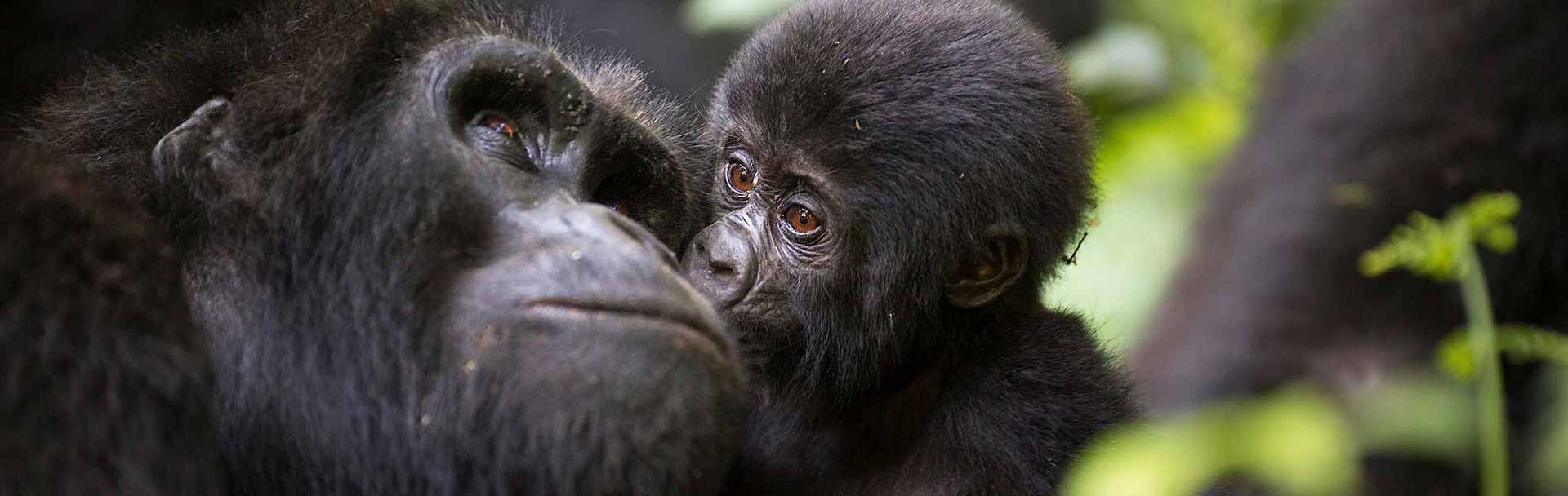 African Safari - Gorilla Trekking, Baby Mountain Gorilla with Mother