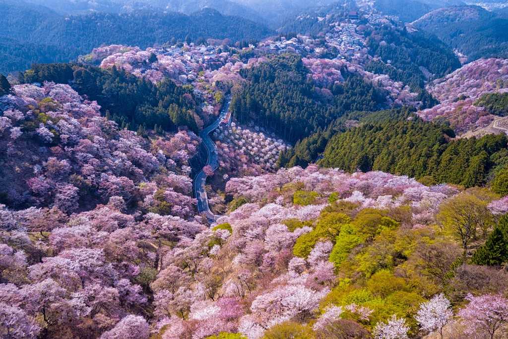 Cherry blossoms on Mount Yoshino in Yoshino, Japan