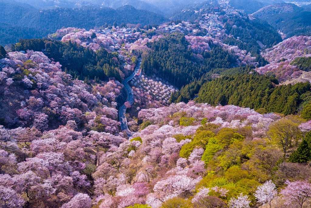 Japan Cherry Blossom Festival Dates 2024 Elva Noreen