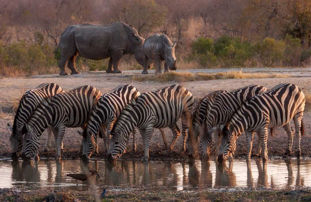 A herd of zebras and two rhinos at a watering hole.