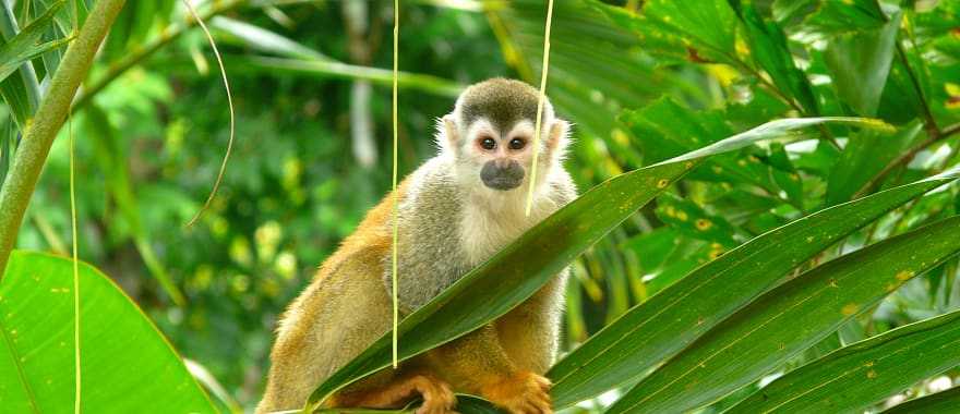 Meet the jungle dwellers on this wildlife expedition to the Pacific coast of Costa Rica. Manuel Antonio National Park