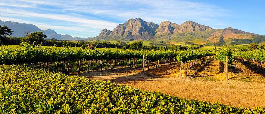 Stellenbosch vineyards in South Africa's Cape Winelands.