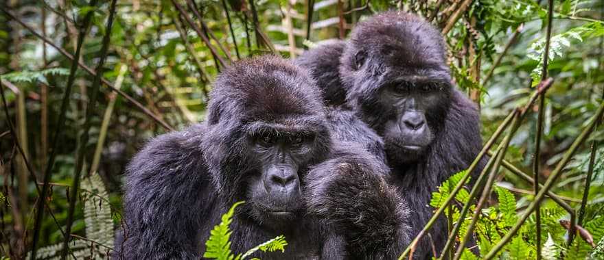 Gorillas in Bwindi Impenetrable Forest National Park, Uganda