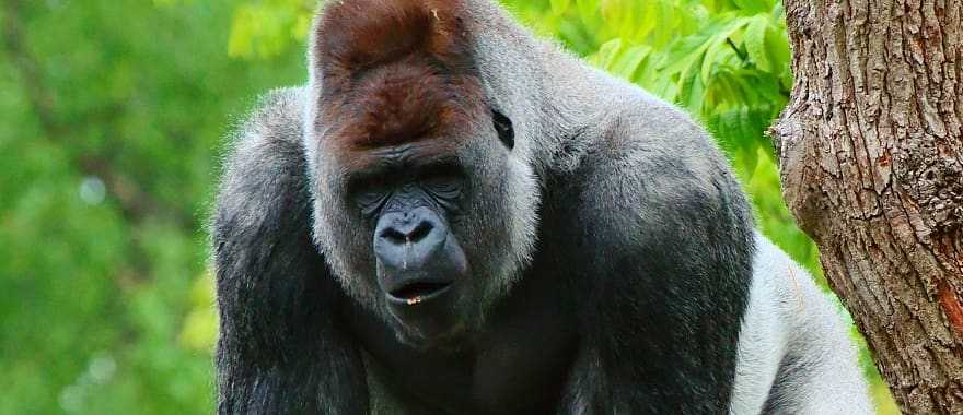 Silverback gorilla in the Bwindi Impenetrable Forest National Park