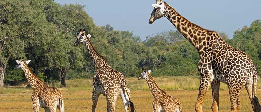 Giraffes in South Luangwa National Park, Zambia